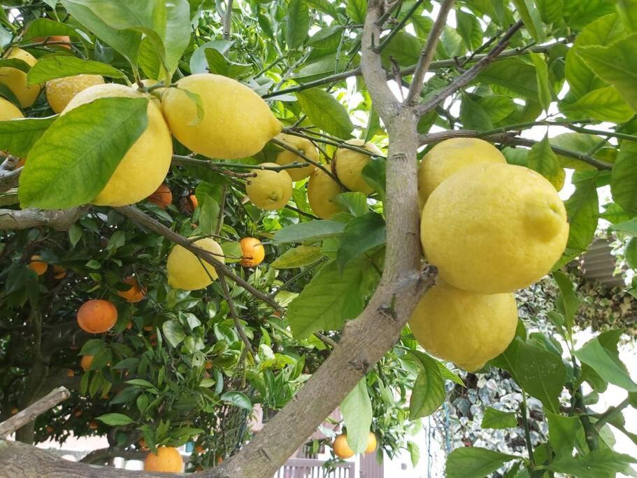 شقة Casa Alegria - The Orangery تومار المظهر الخارجي الصورة